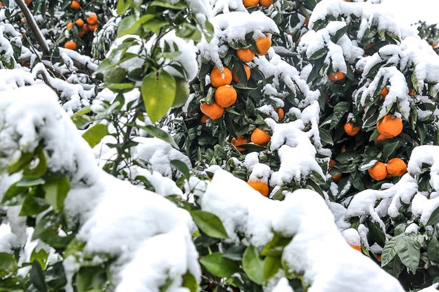 سرمازدگی باغات میوه