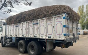 توقیف کامیون قاچاق حامل ۷ تن ریشه شیرین بیان در اردبیل؛ یک متخلف دستگیر شد