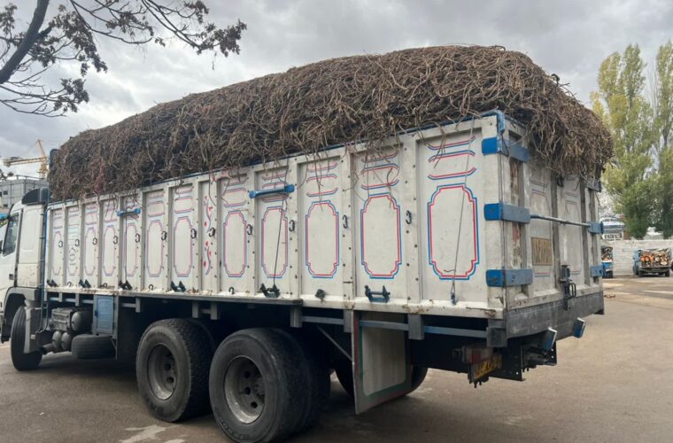 توقیف کامیون قاچاق حامل ۷ تن ریشه شیرین بیان در اردبیل؛ یک متخلف دستگیر شد